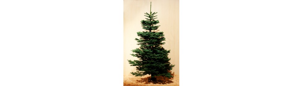 Noble fir